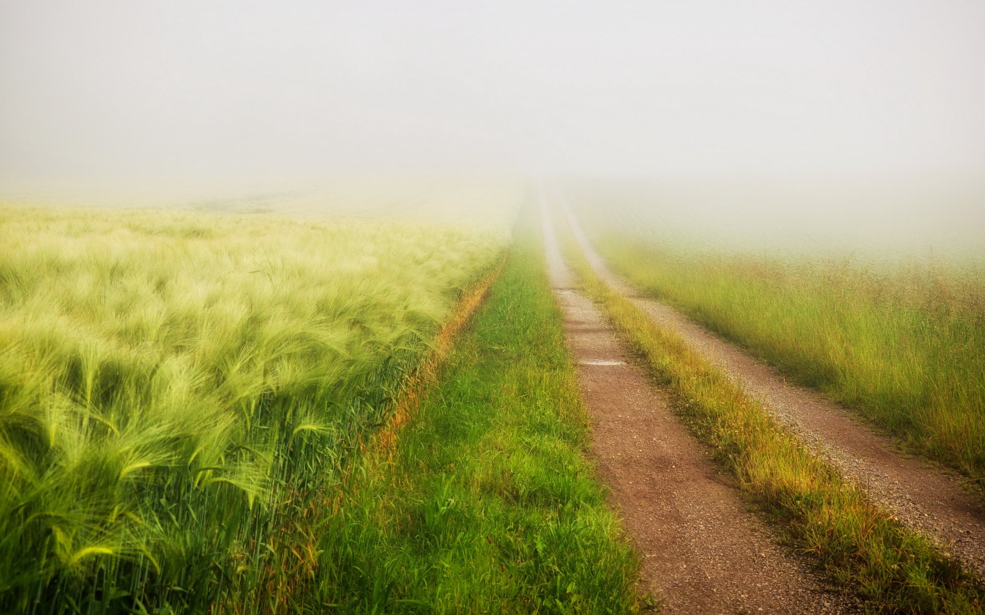 camino campo verano niebla