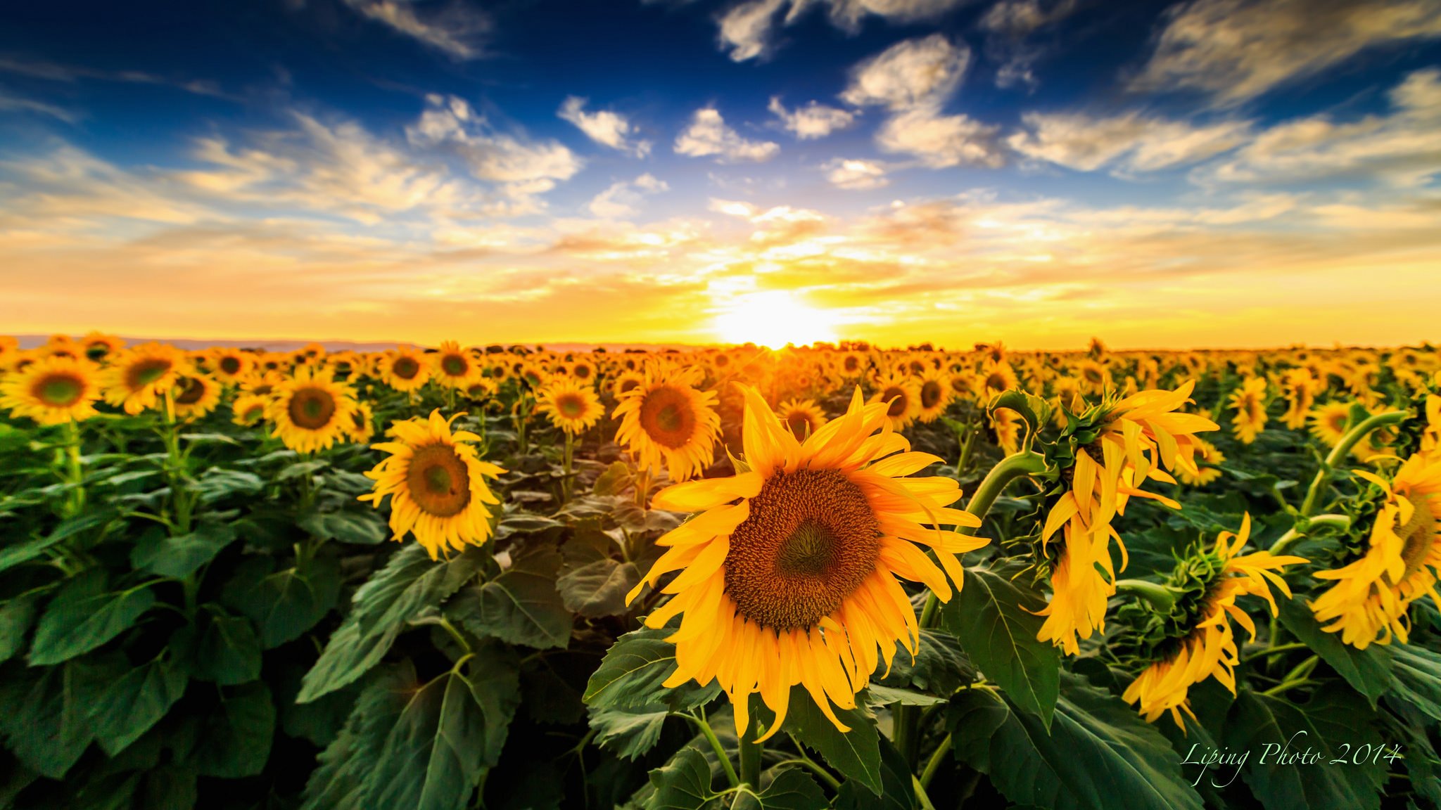 nature paysage coucher de soleil champ tournesols floraison