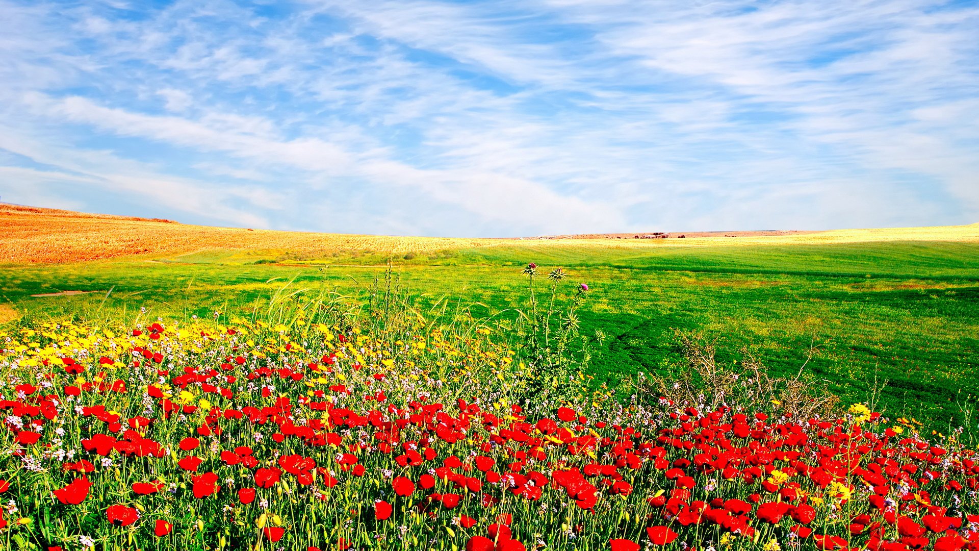 champ plaine verdure fleurs ciel nuages nature loin horizon herbe