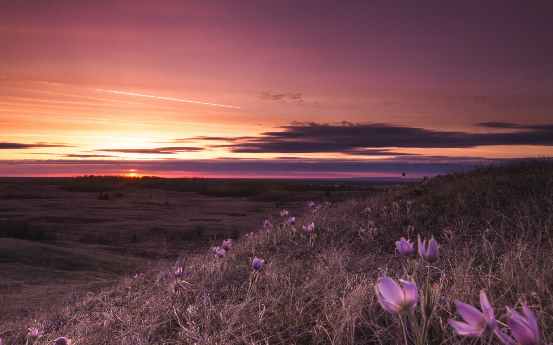 noche campo flores paisaje