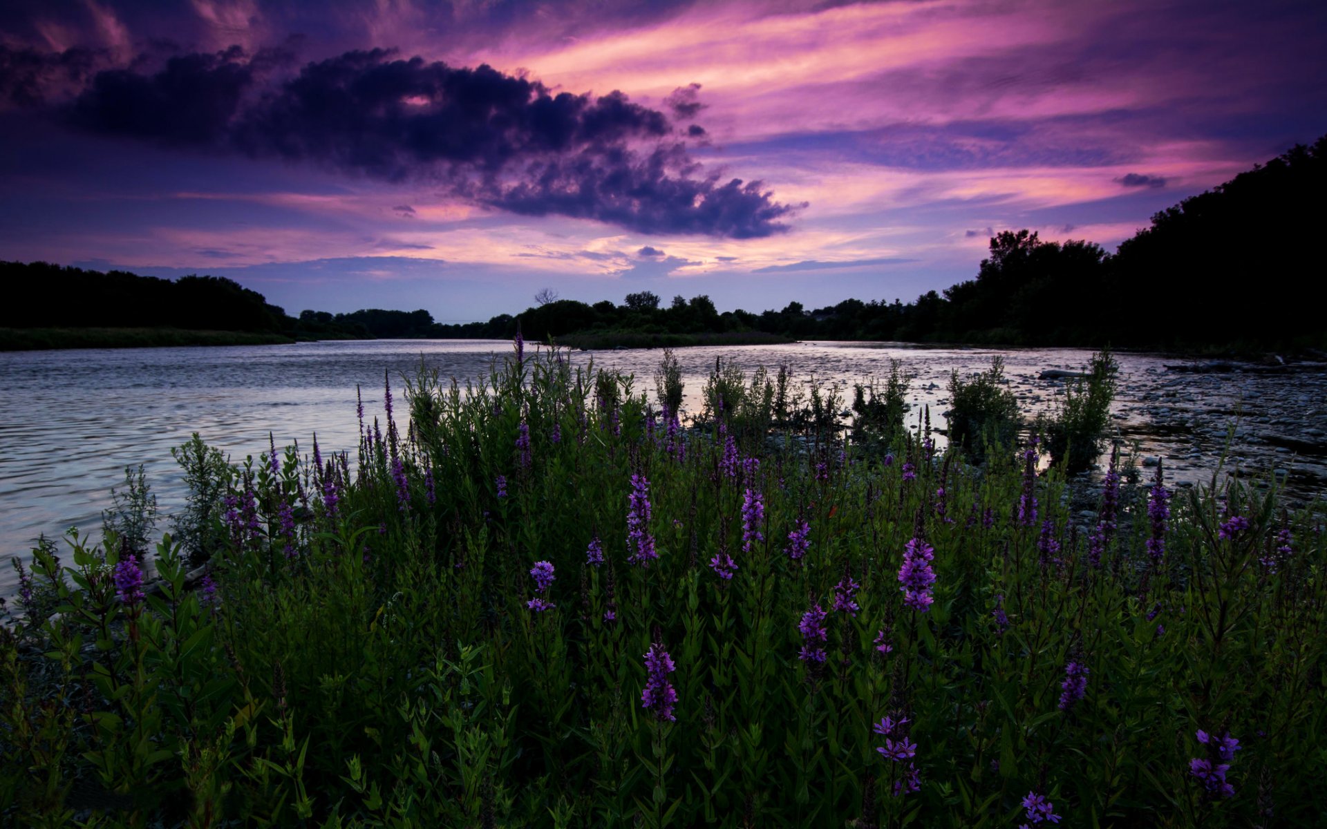 canada ontario night sunset sky river flower field tree nature