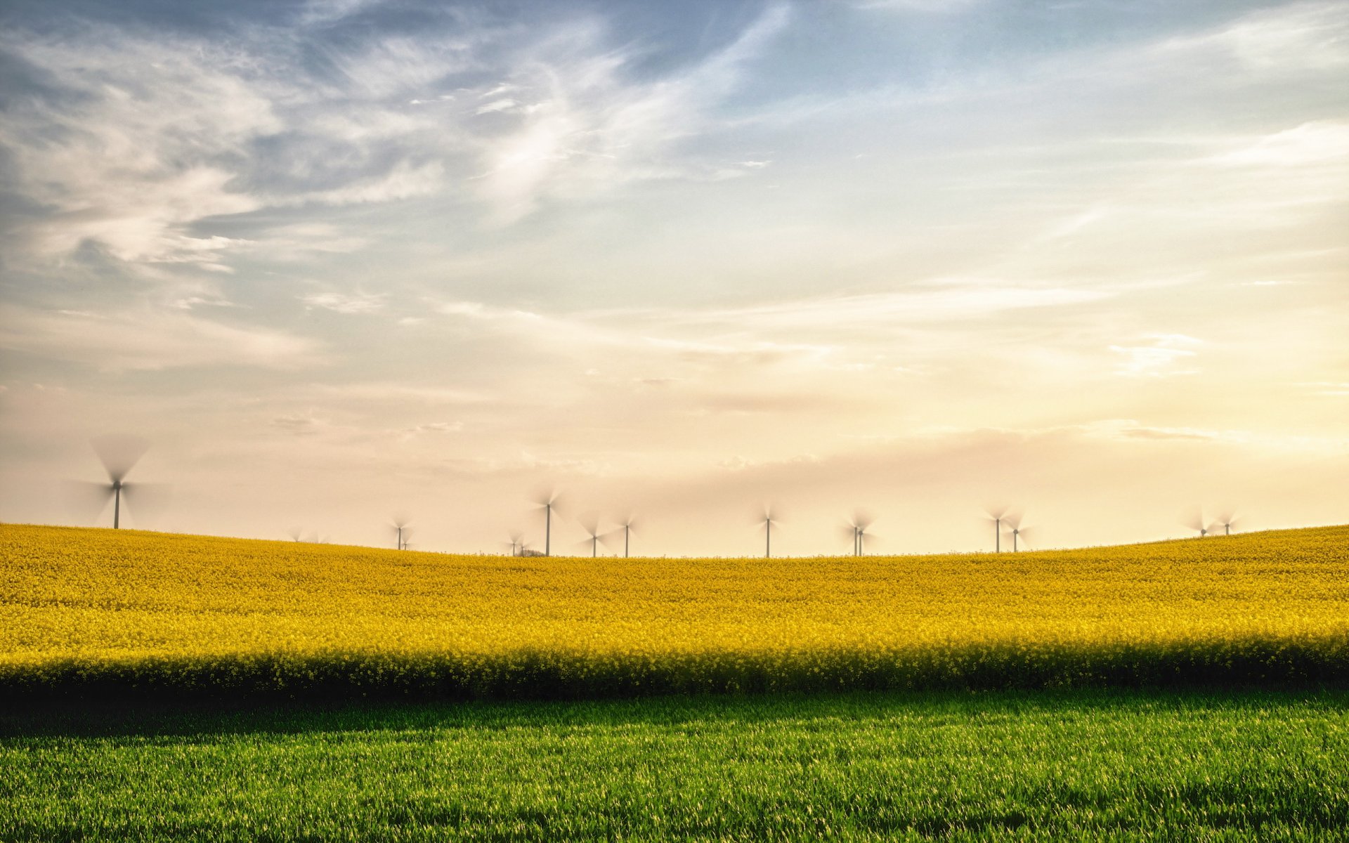 été champ colza moulins à vent paysage