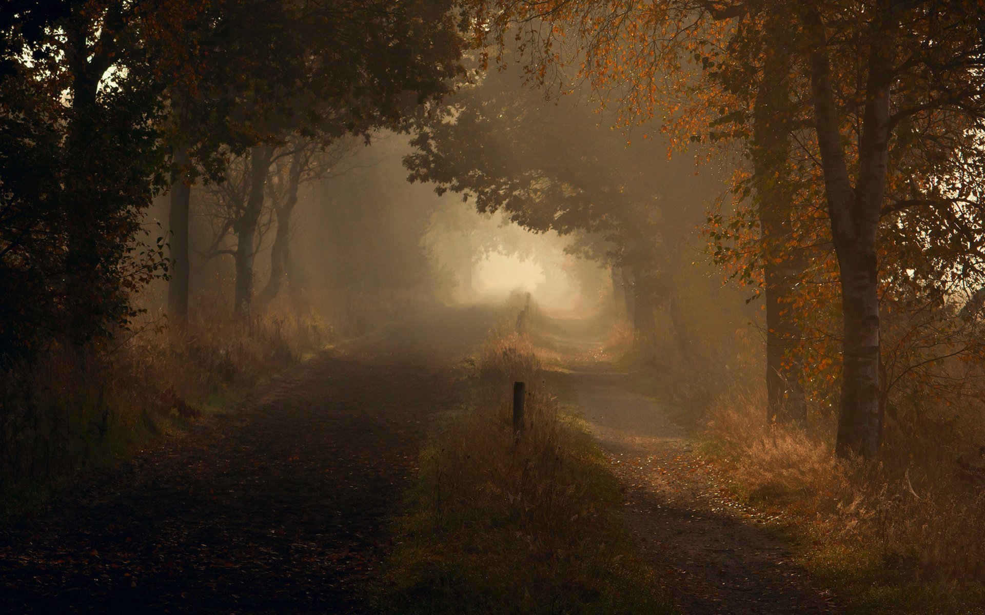 fog road autumn forest