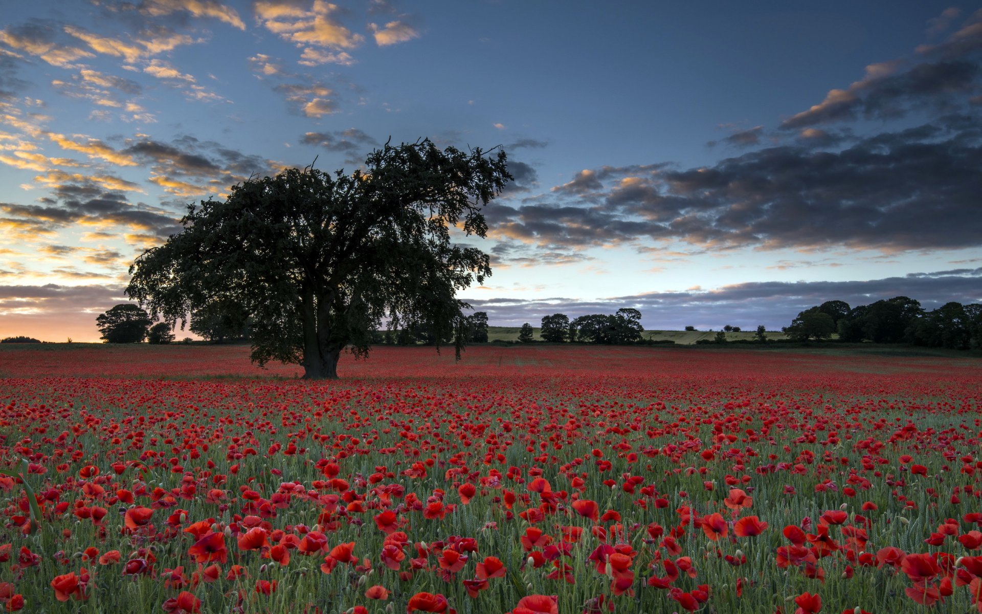 night the field poppies tree landscape