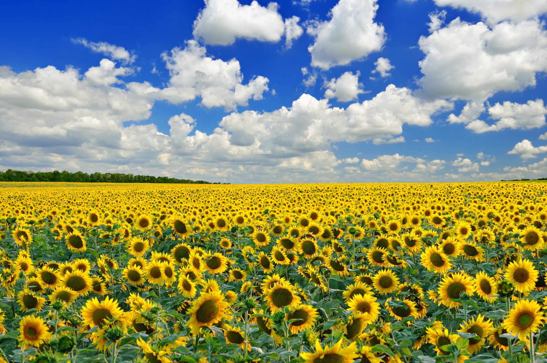 the field flower sunflowers tree sky cloud