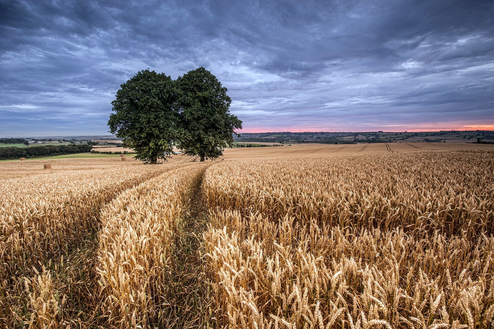 campo espigas árbol paisaje