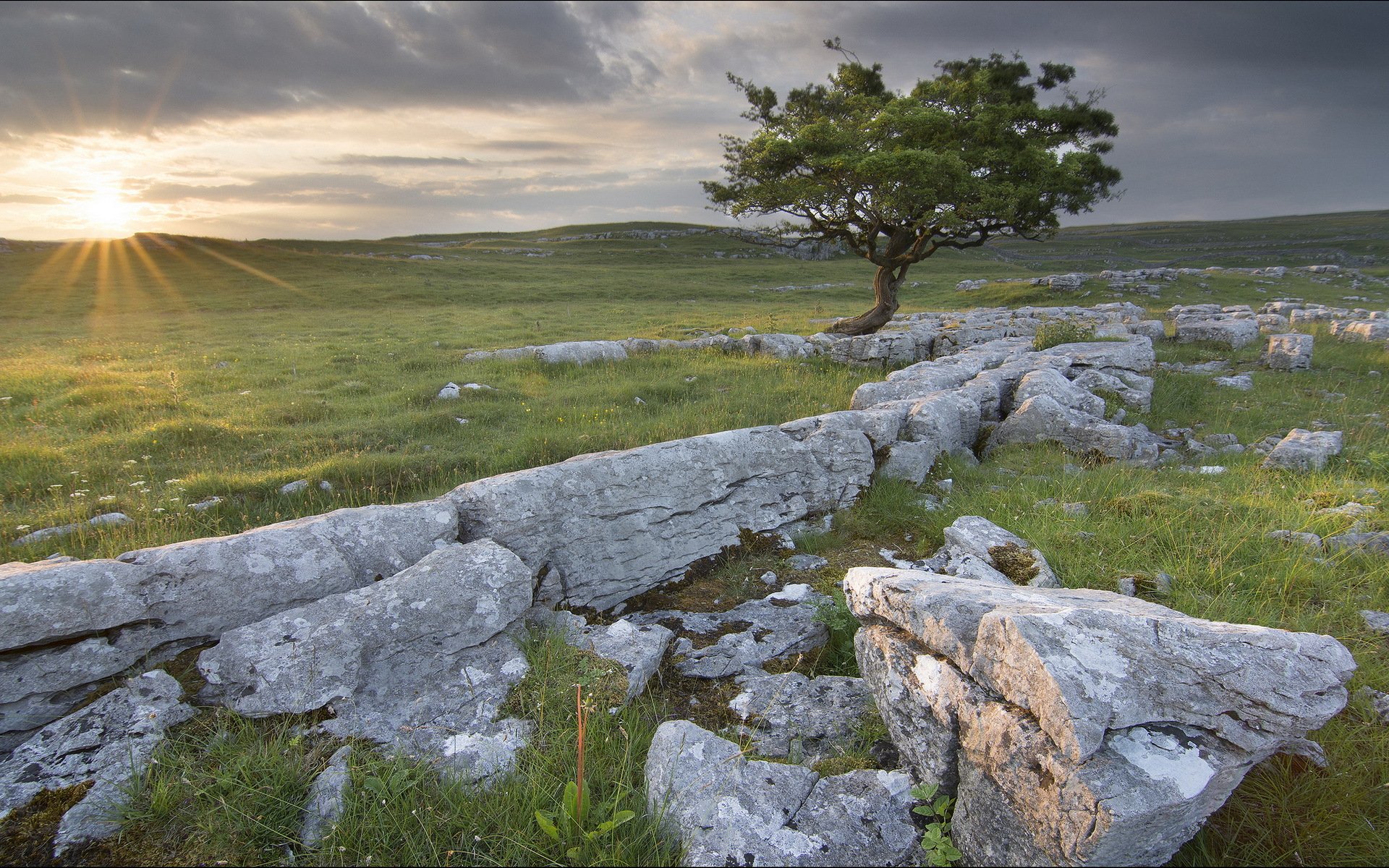 champ pierres arbre paysage