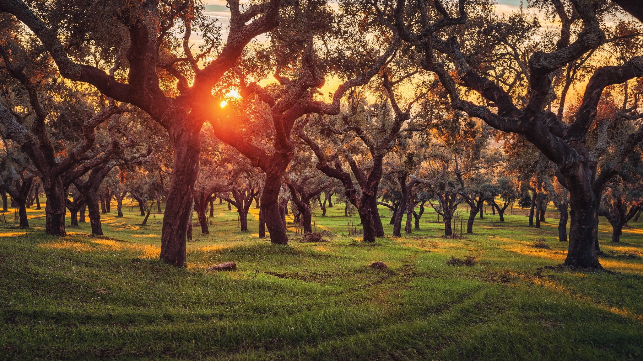 trees cork oaks portugal plantage sunset