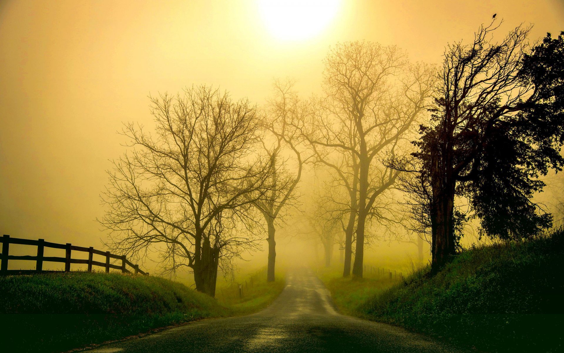 morning haze fog tree landscape nature