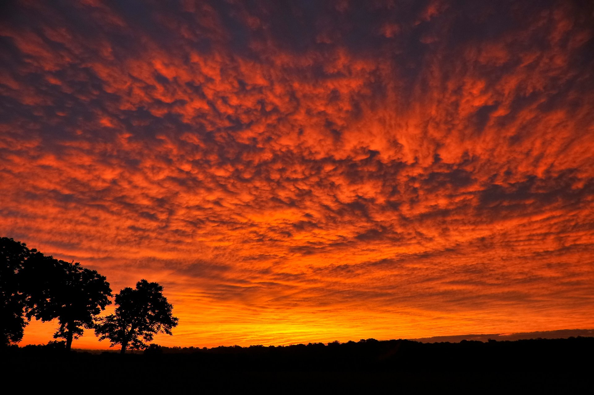 paysage nature ciel coucher de soleil arbres feuilles silhouettes