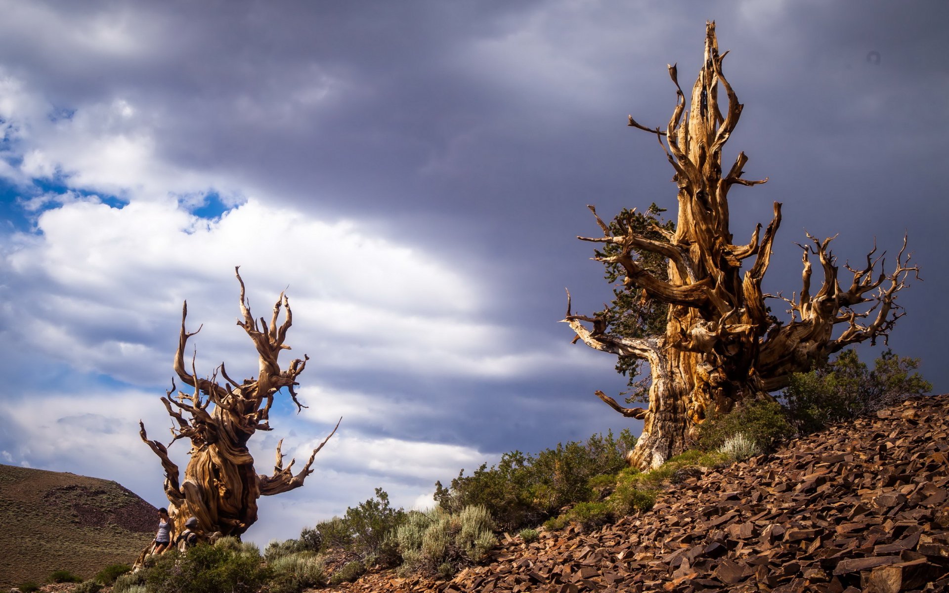 pini bristlecone nelle montagne bianche inyo california