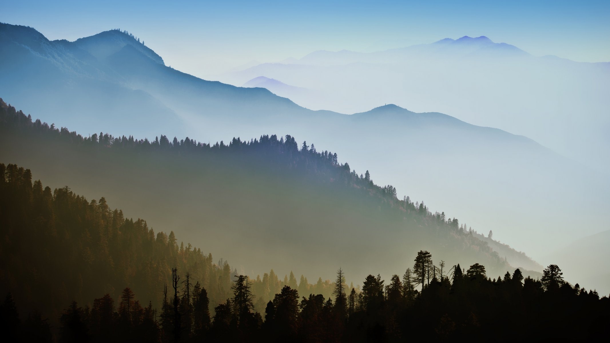 montagnes forêt brume arbres nature