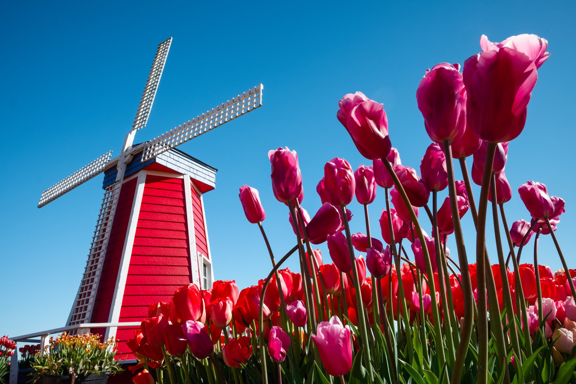 países bajos cielo flores tulipanes molino de viento