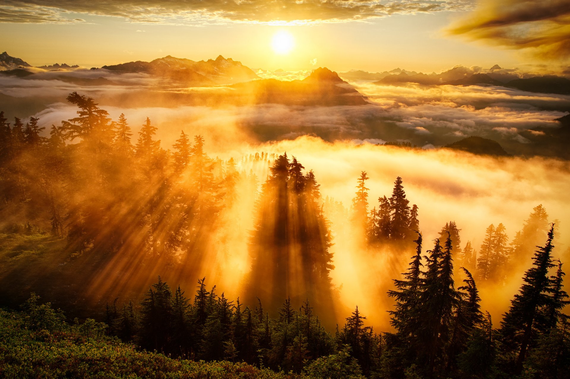 bosque árboles niebla montañas cielo nubes sol