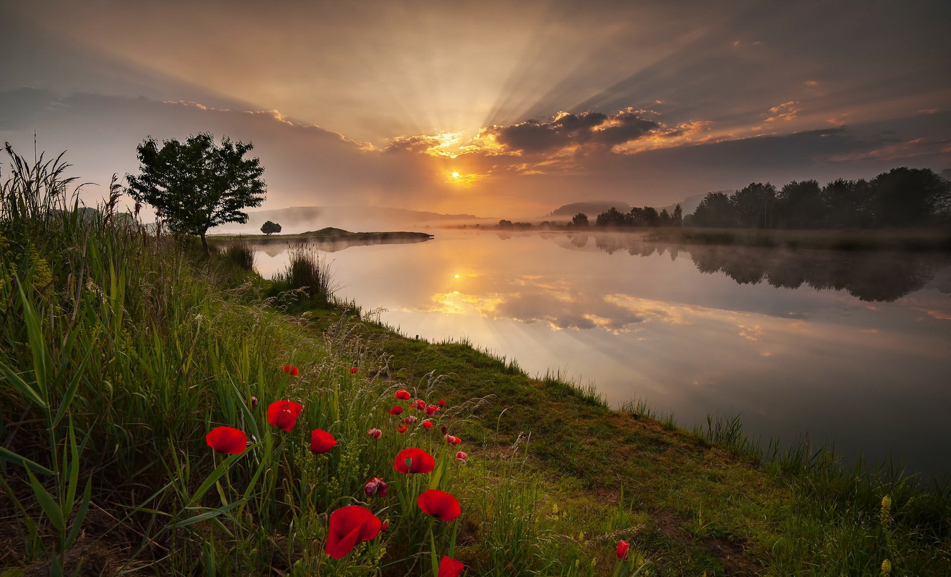 morgen fluss mohnblumen