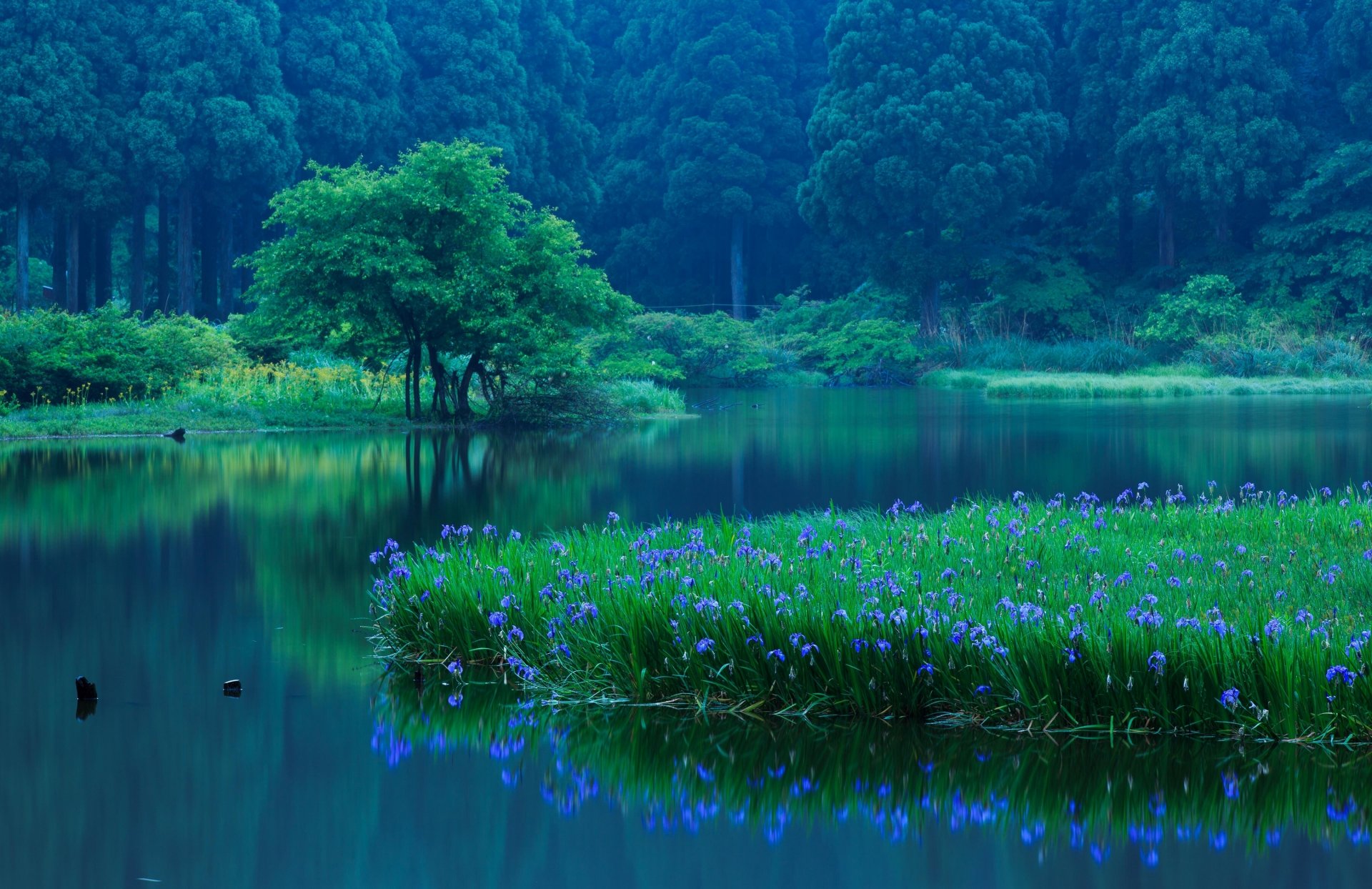 takashima préfecture de shiga japon lac fleurs iris forêt arbres réflexion