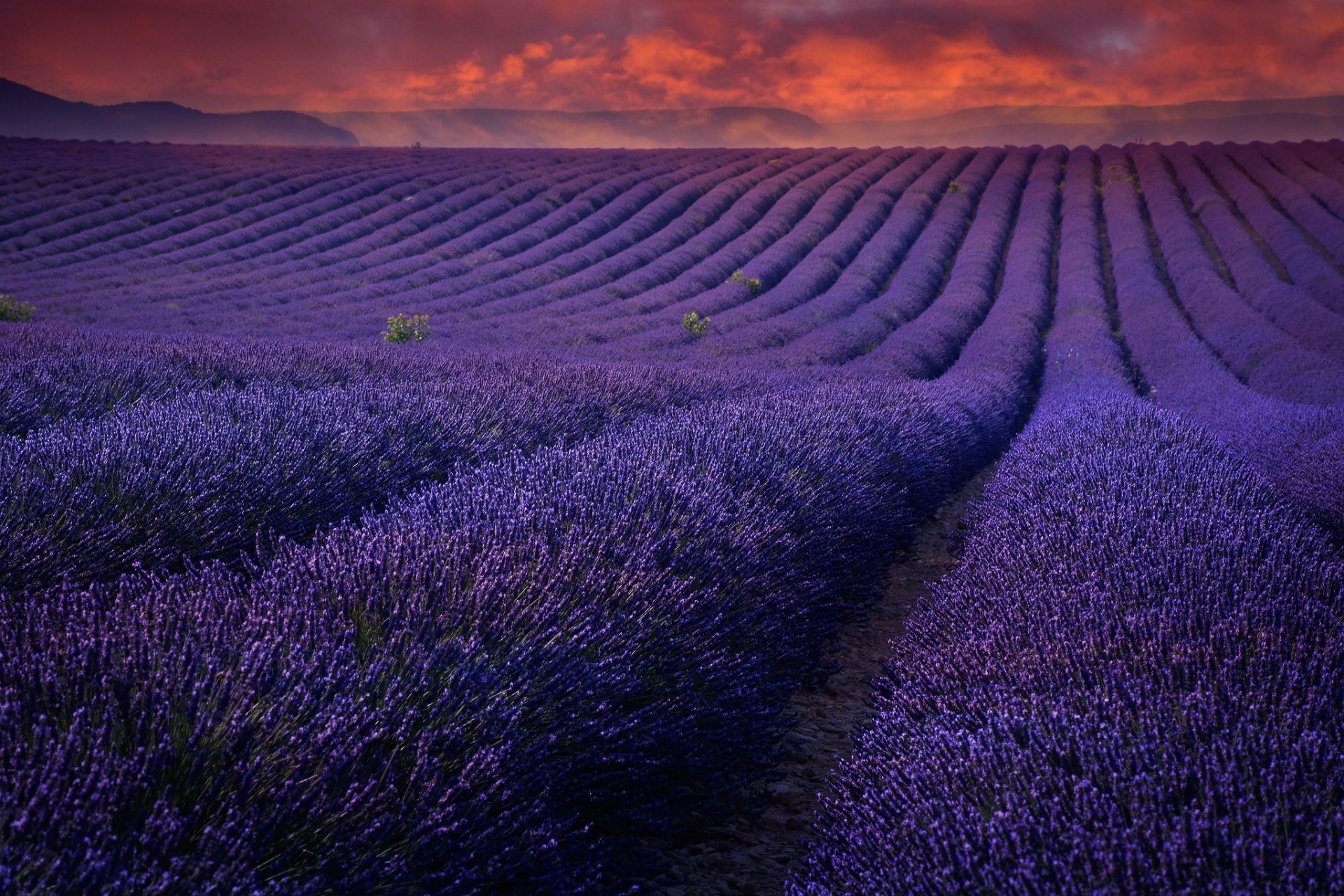 feld blumen flieder lavendel himmel sonnenuntergang