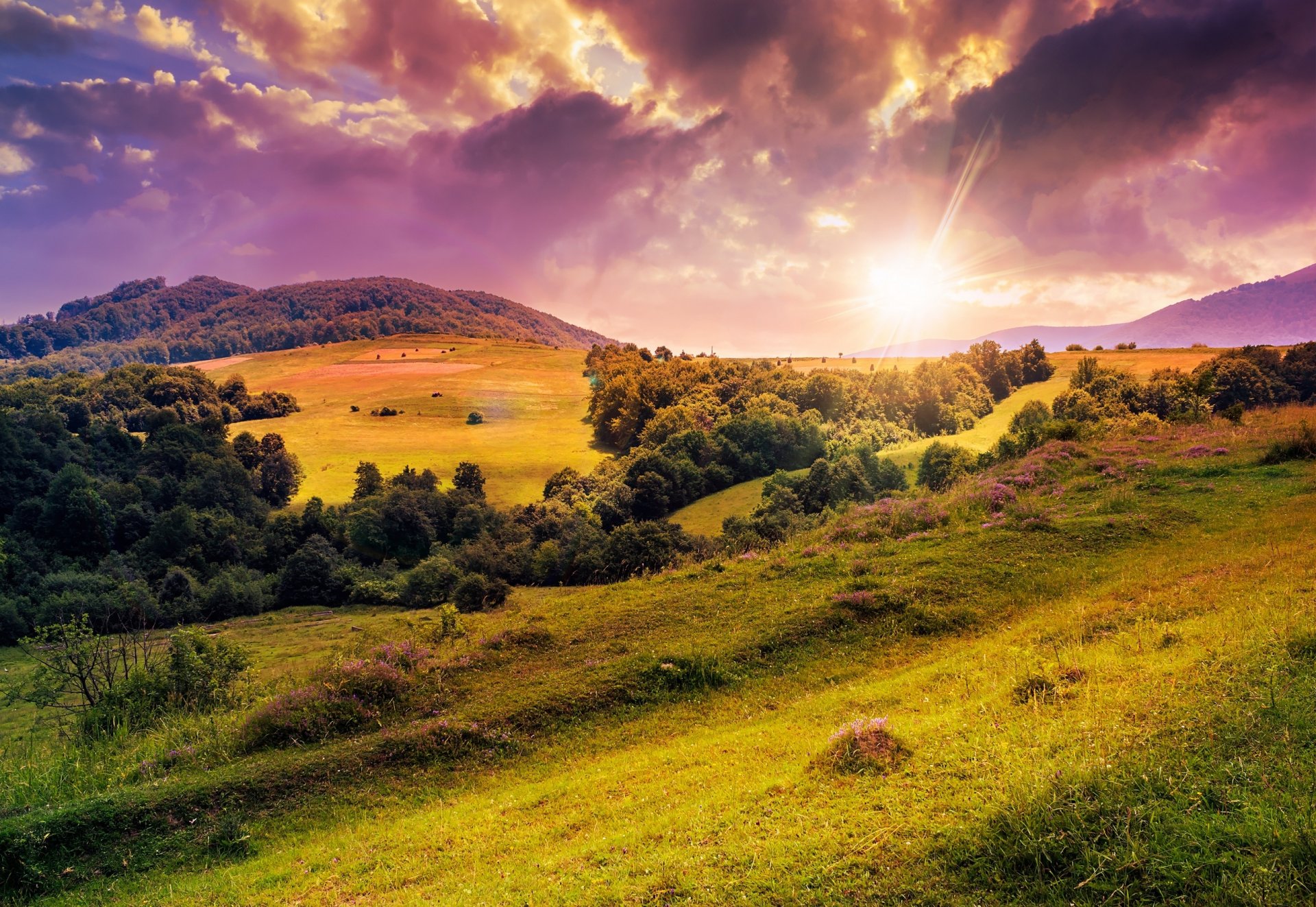 wzgórza drzewa polana kwiaty słońce natura trawnik łąka