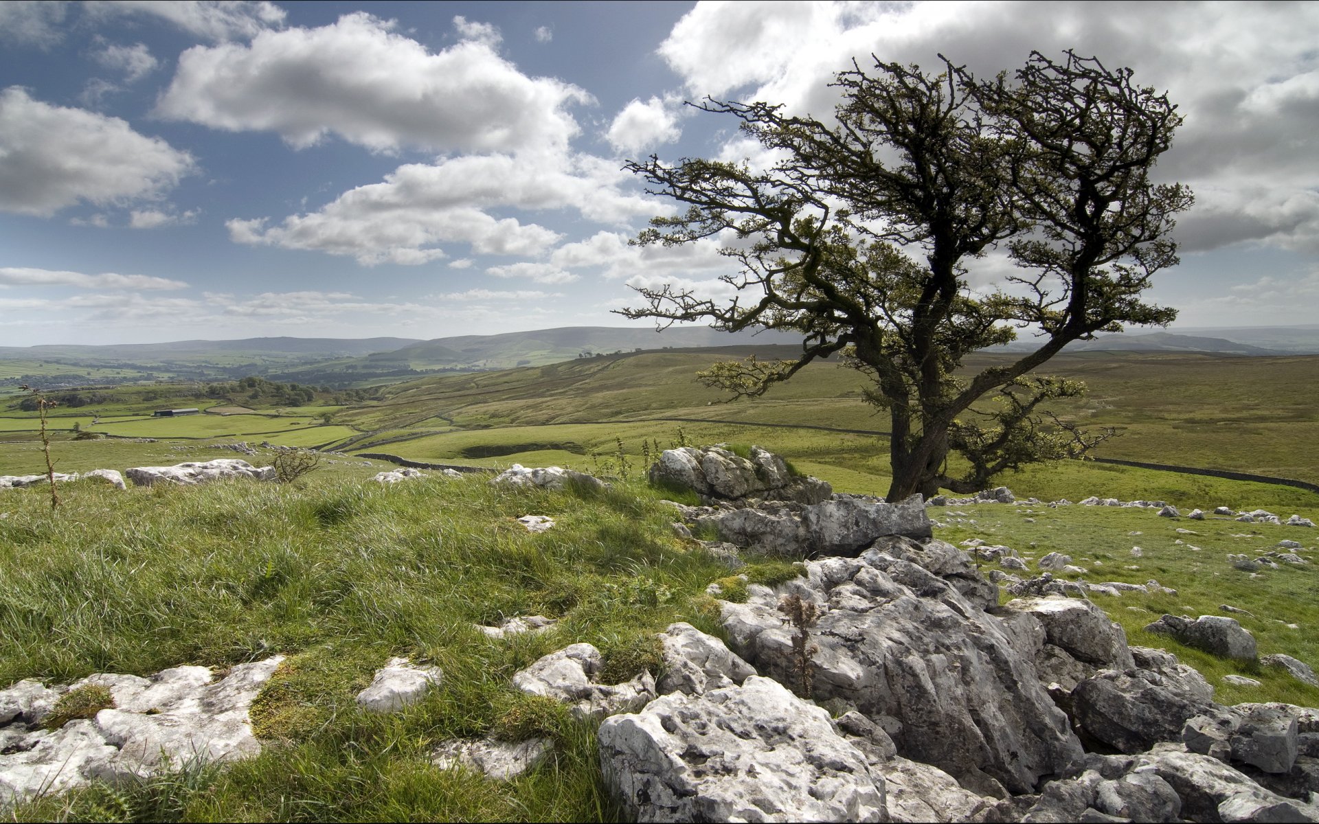 feld steine baum landschaft