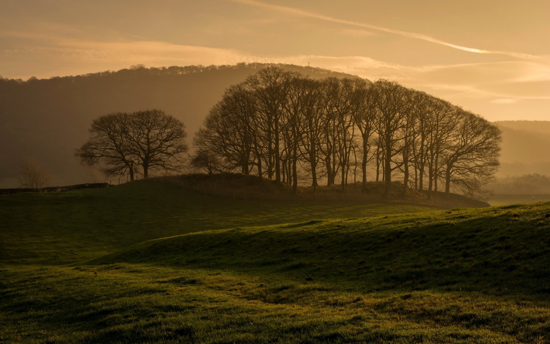 champ arbres matin paysage