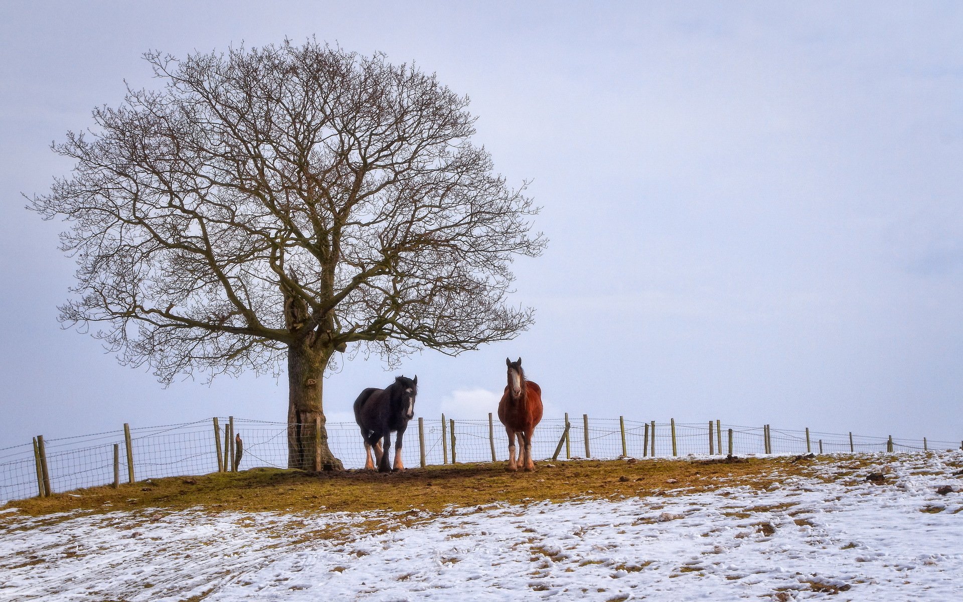 champ chevaux hiver