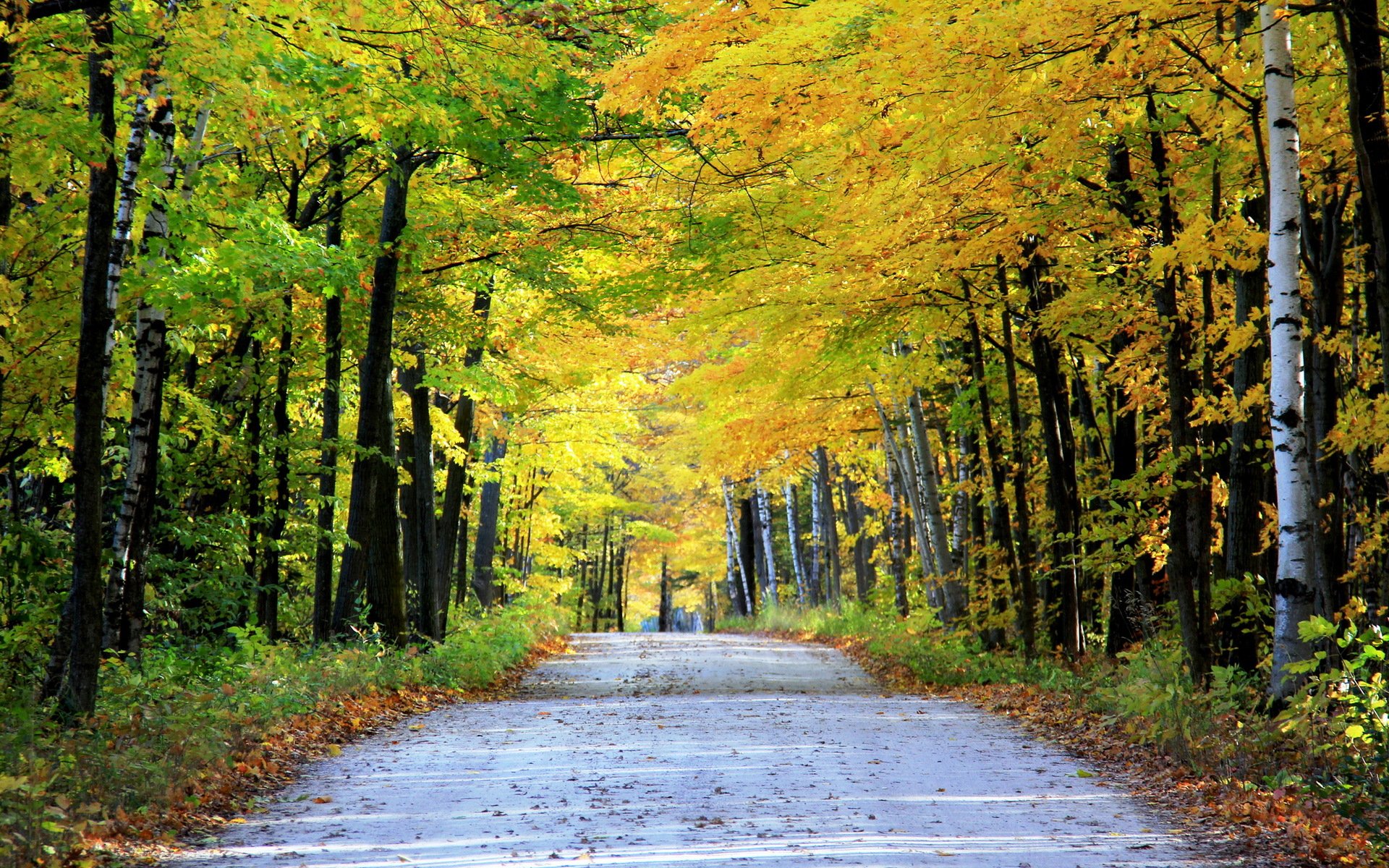 road autumn landscape