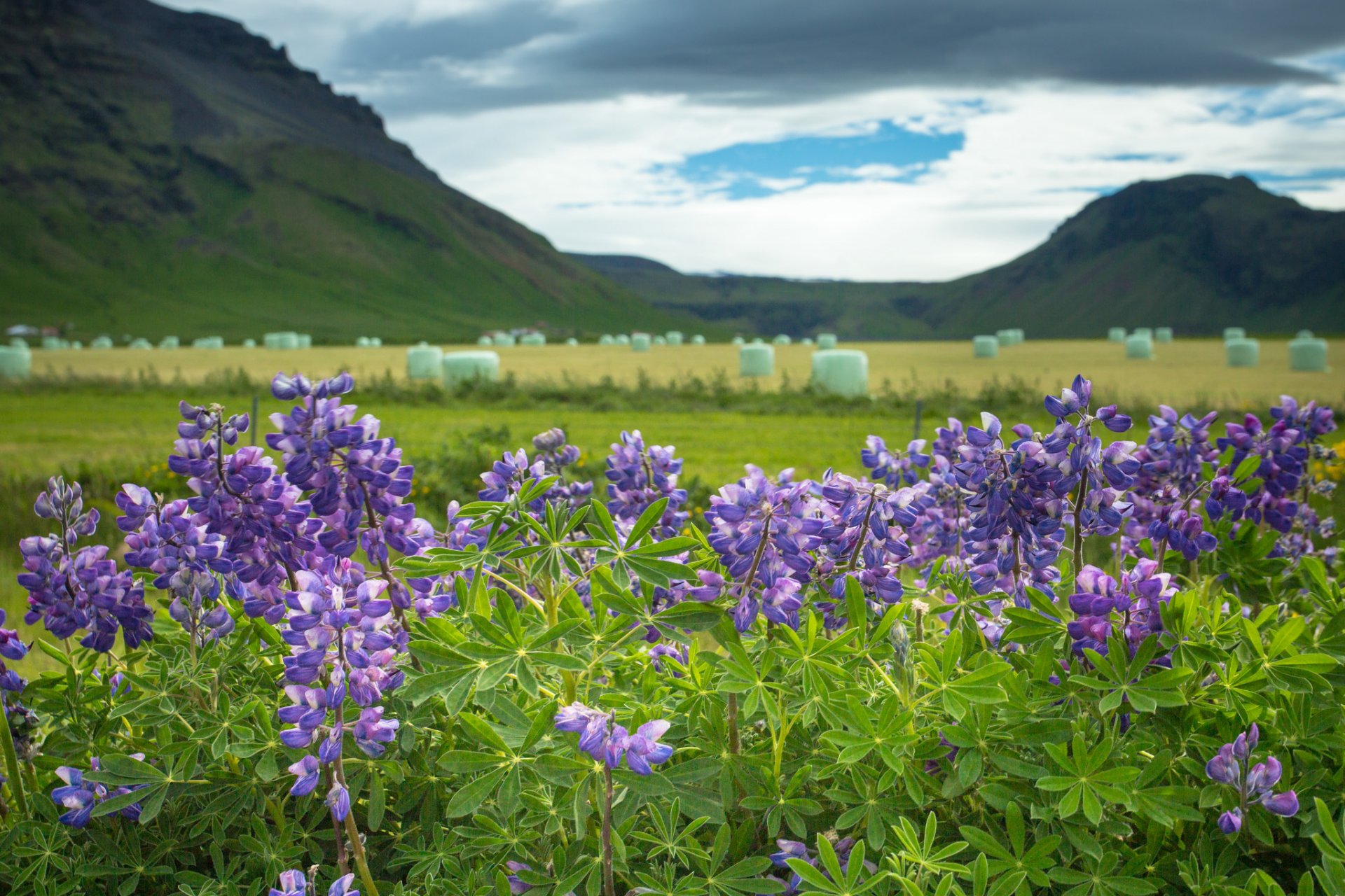 iceland lupine flower mountain