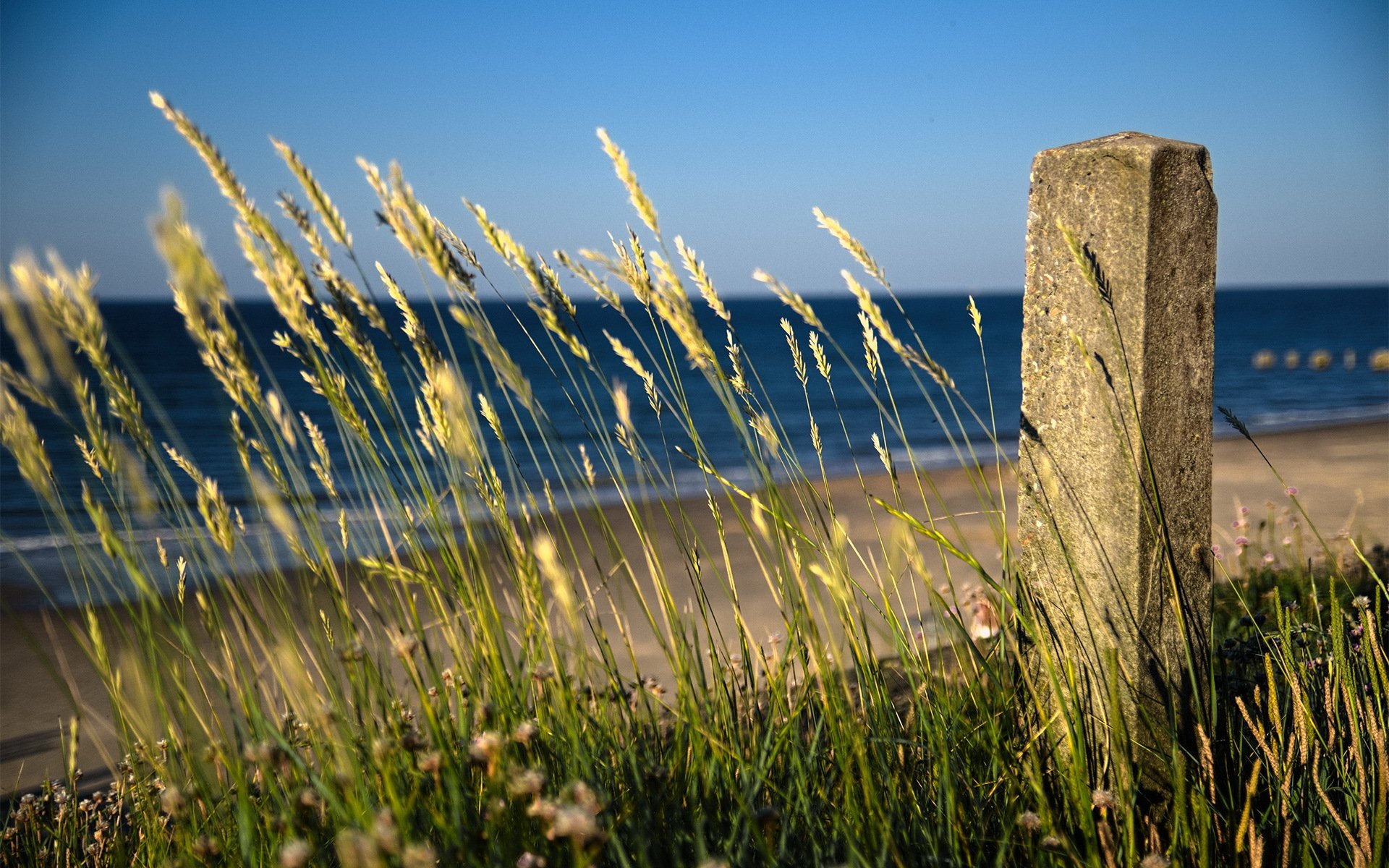 gras meer strand landschaft