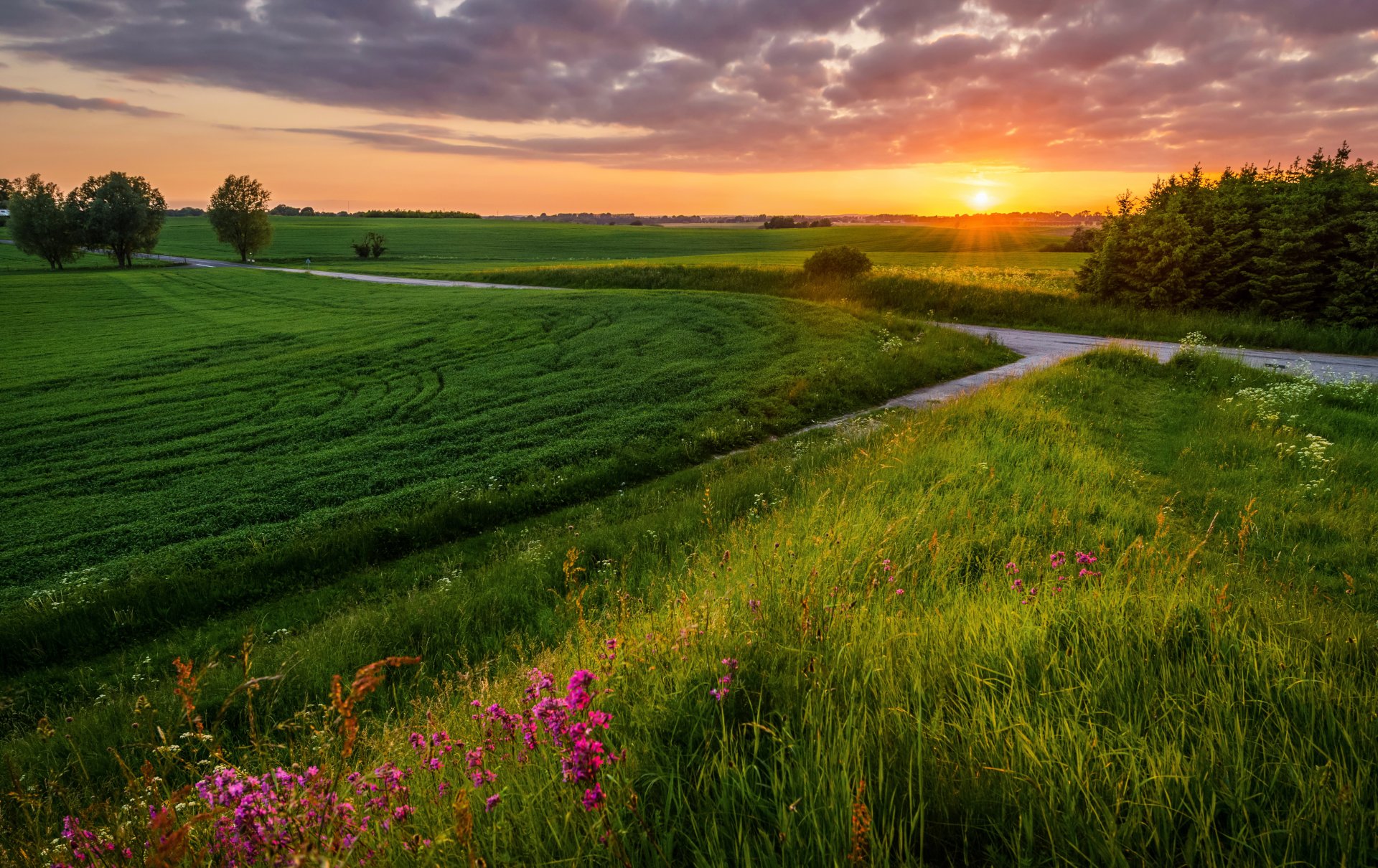 landscape the field summer road sunset