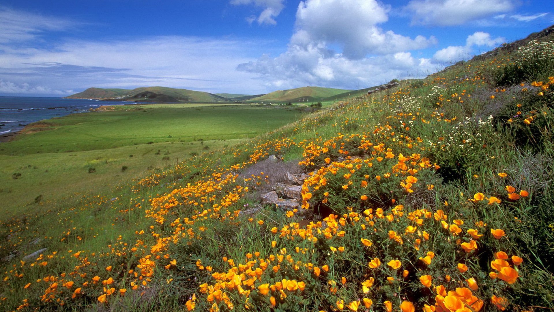 ky mountain meadow flower sea