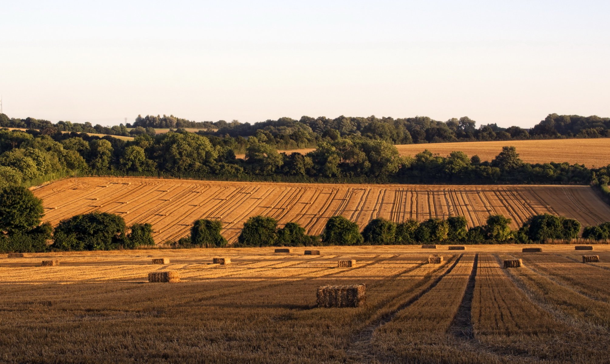 campos inglaterra hampshire heno naturaleza foto