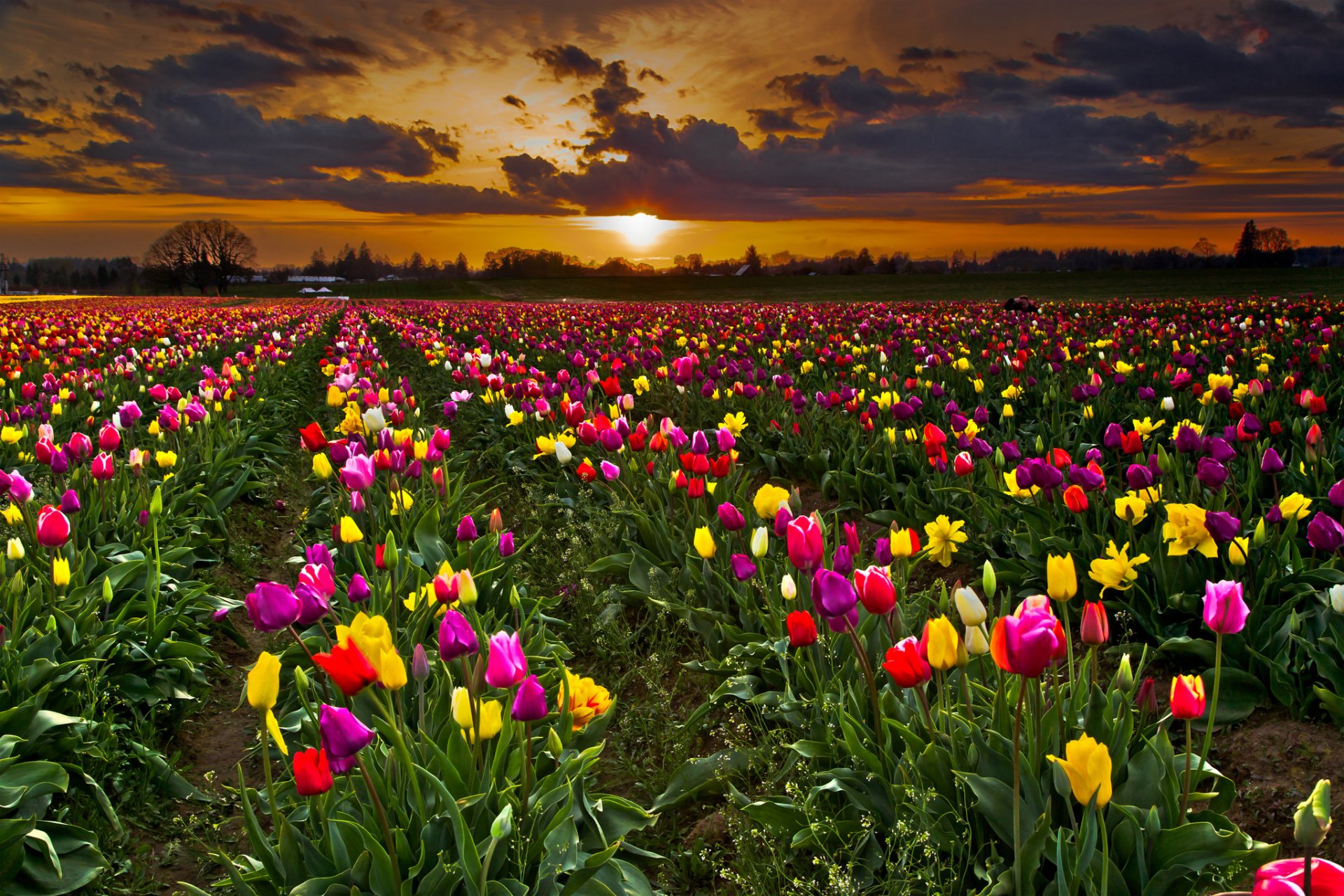 himmel wolken sonnenuntergang feld plantage blumen tulpen