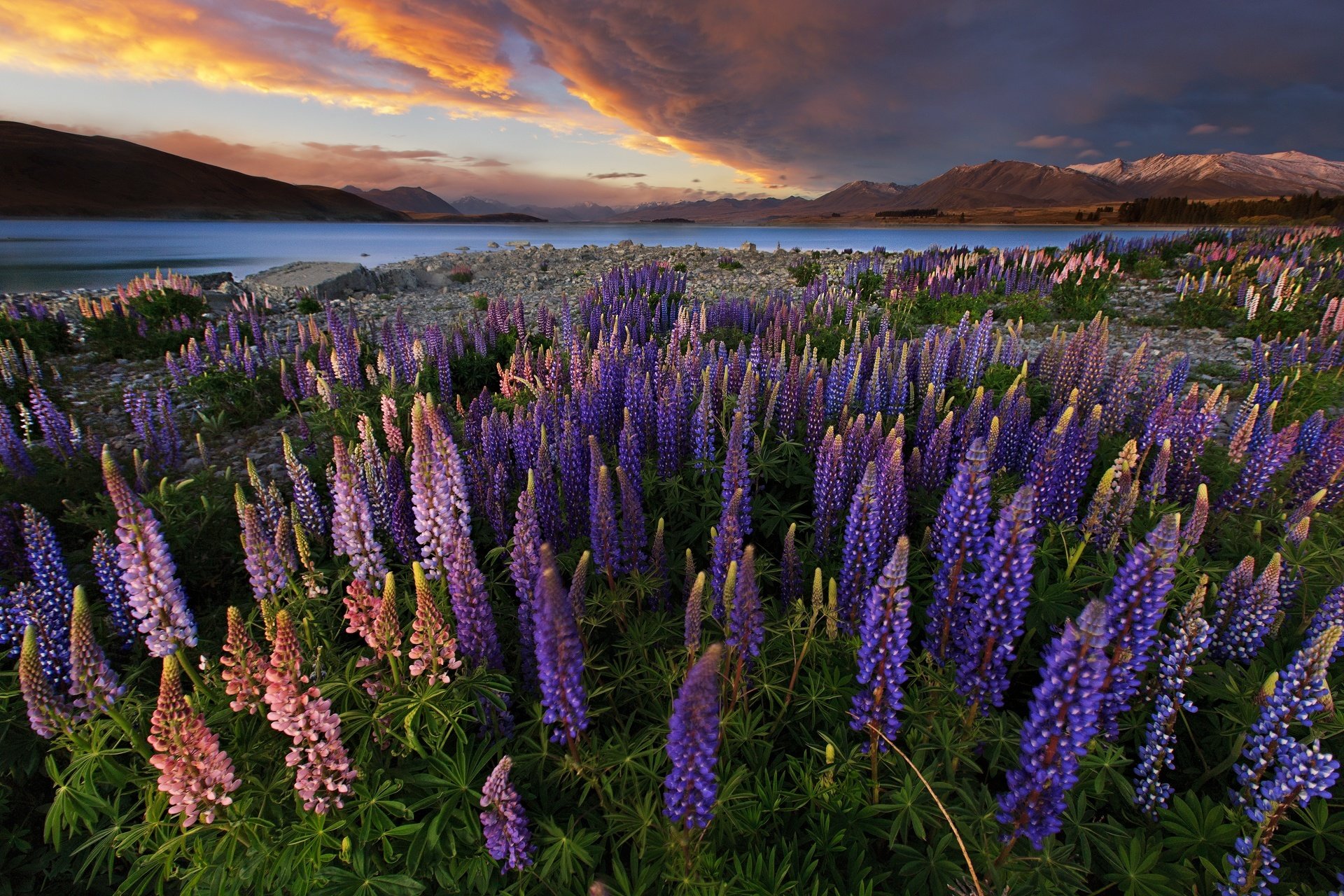 amy naturaleza flores nueva zelanda lago montañas campo cielo altramuces tarde puesta de sol hd