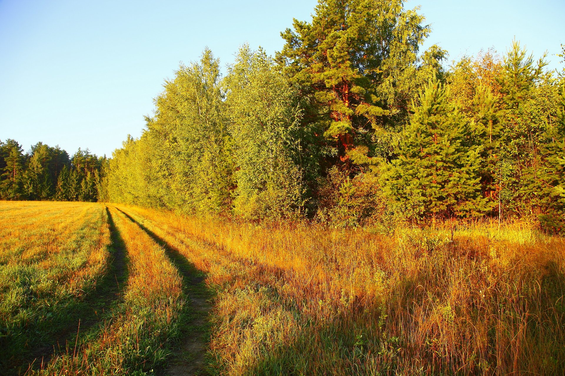 paesaggio erba natura strada