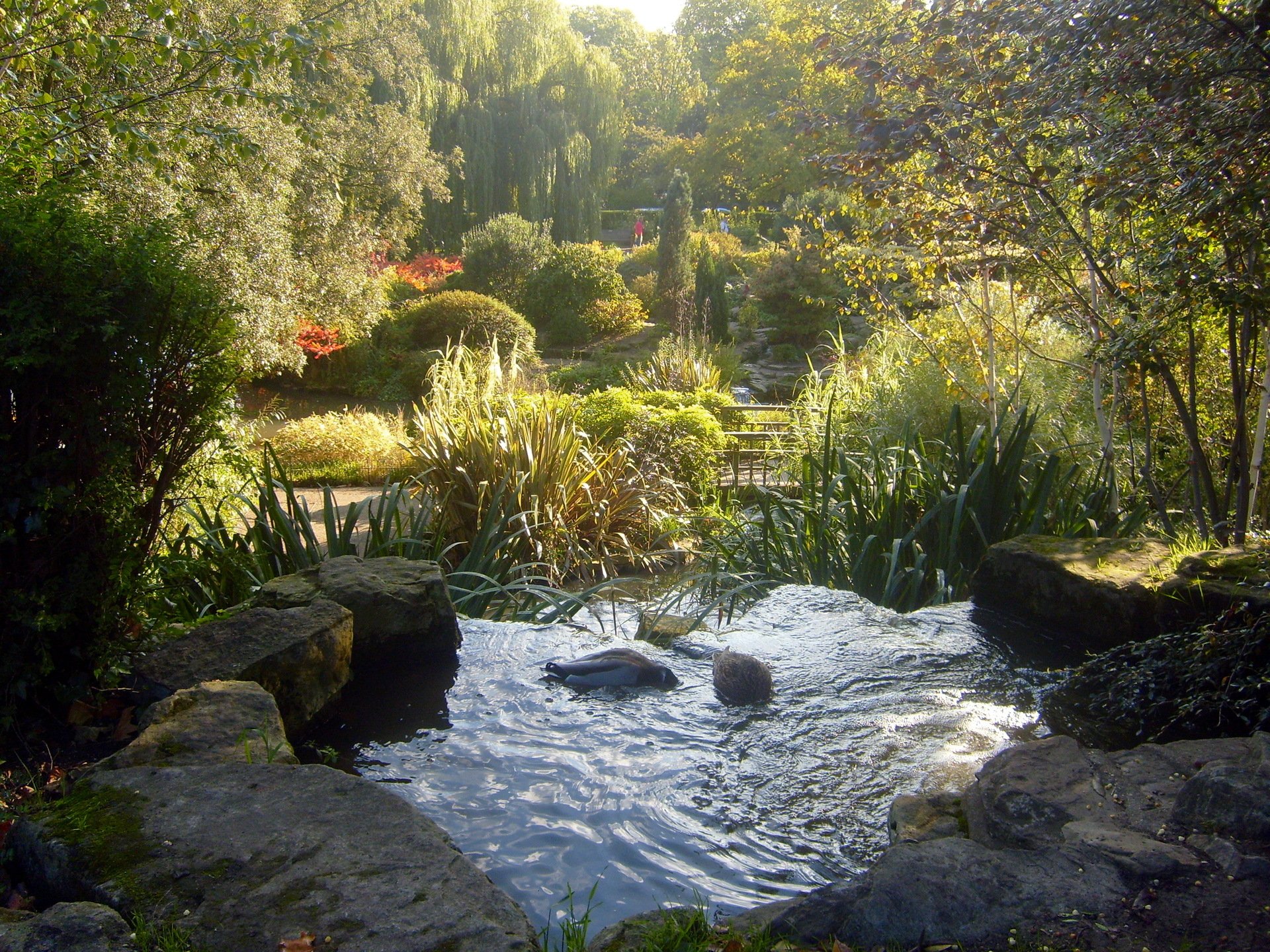 regents park londres agua piedras plantas