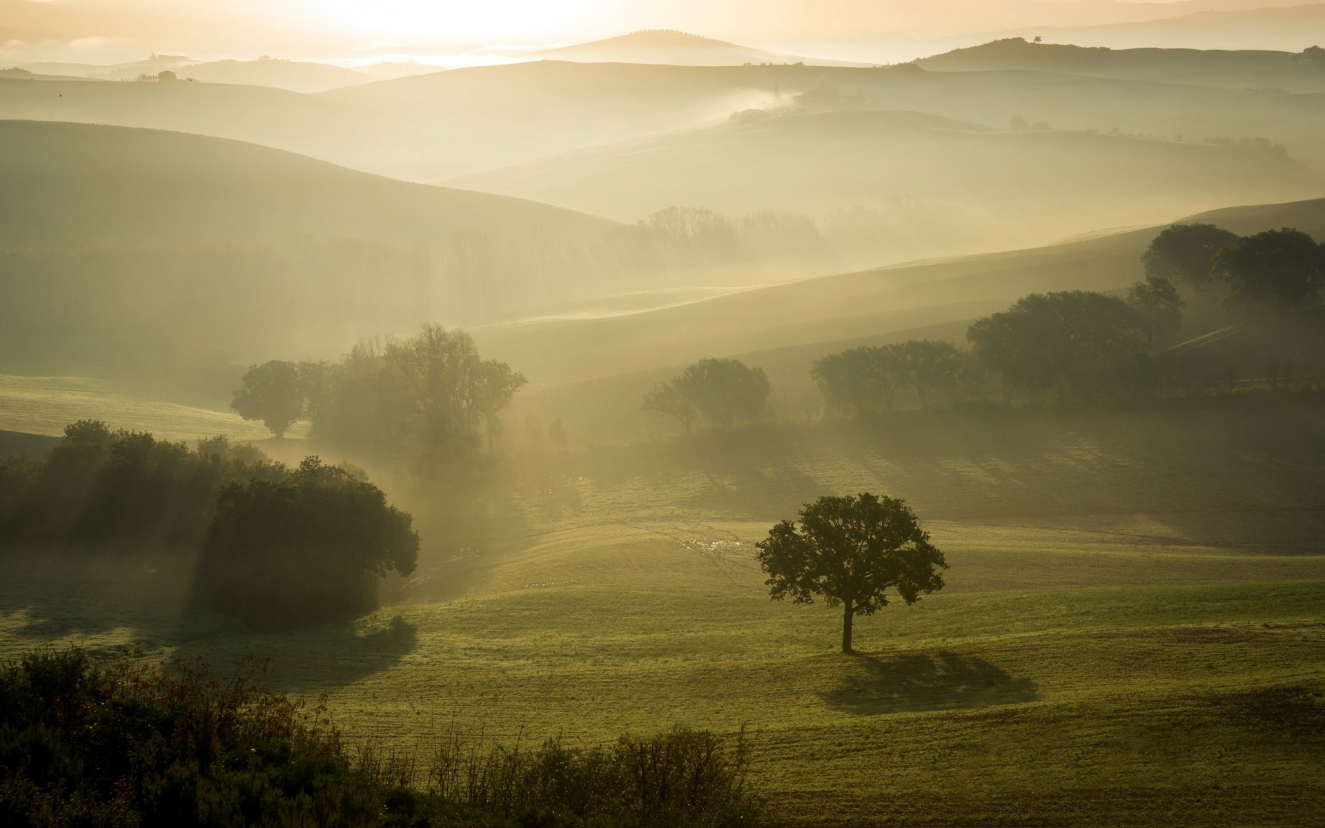 the field morning fog landscape