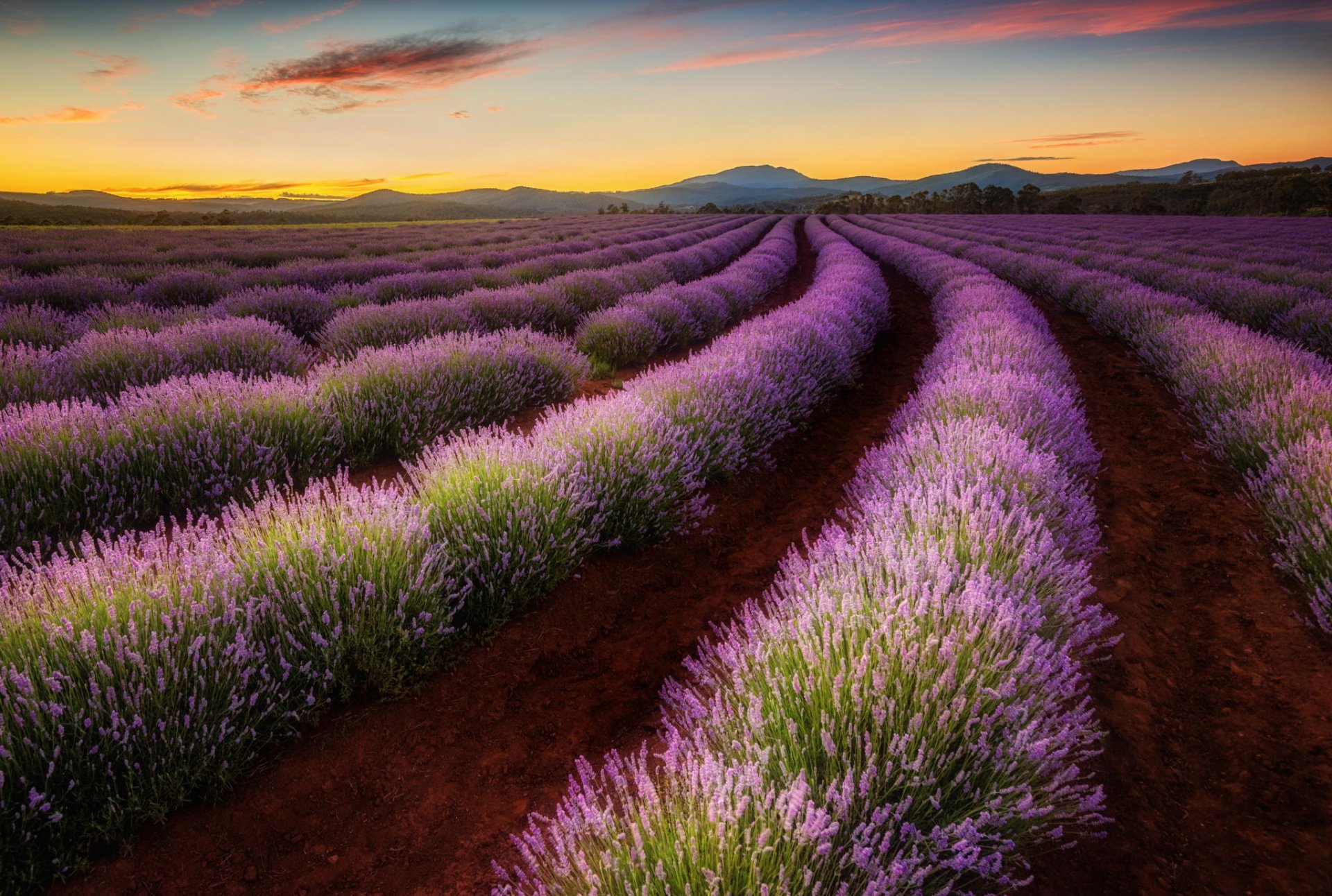 australien tasmanien tal feld lavendel