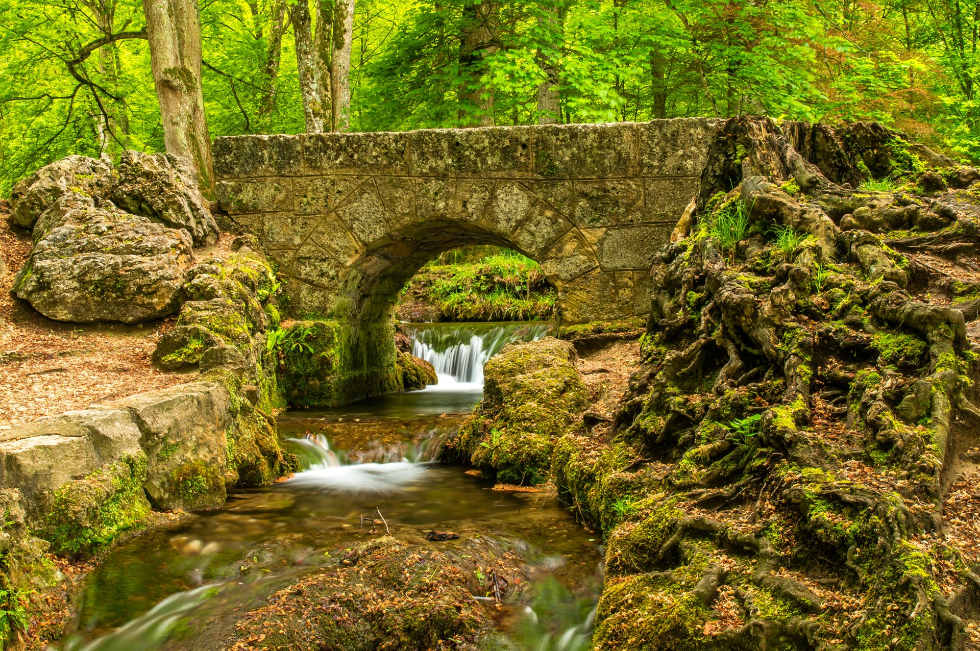 forest tree park feed river rapids bridge stone