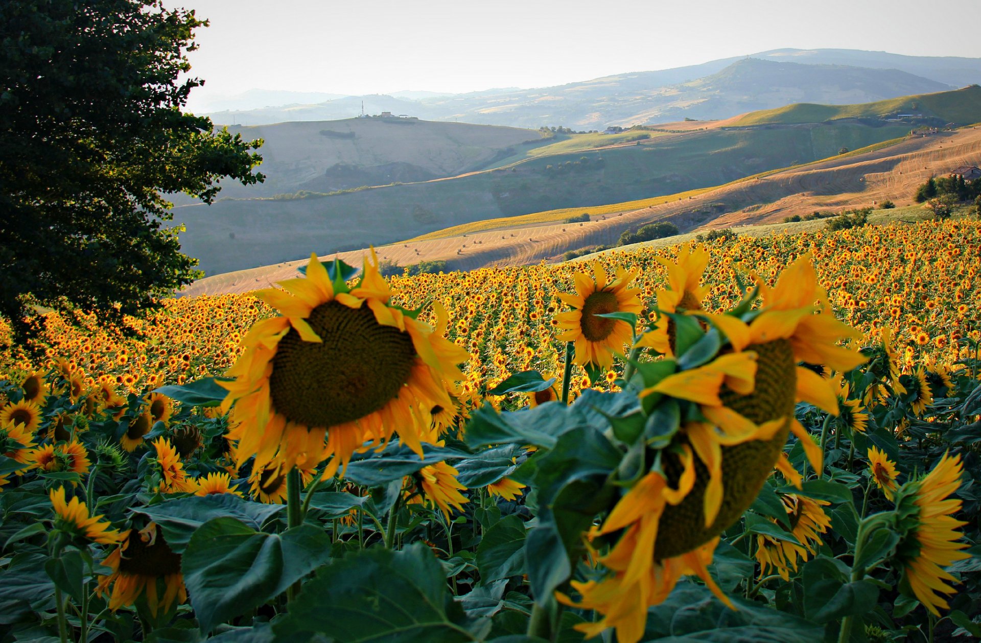 italia campos colinas árboles girasol flores