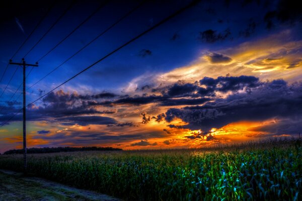 A cornfield shrouded in black clouds