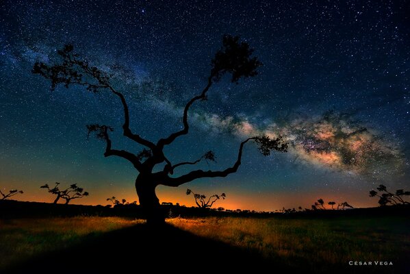 Cielo stellato sopra la savana