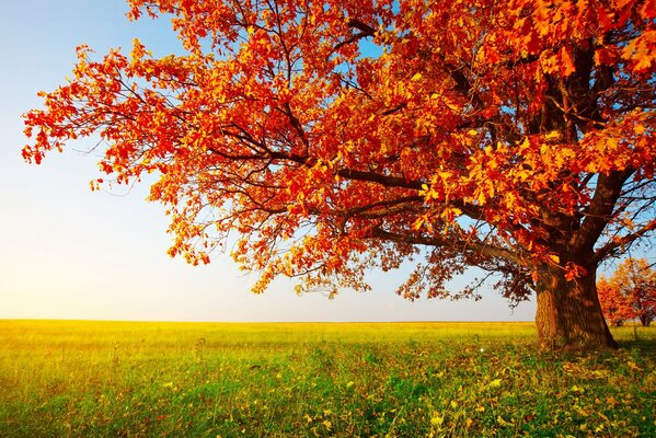 Осеннее дерево в лучах солнца
