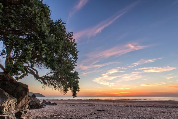 Beautiful sunset on the coast with a tree