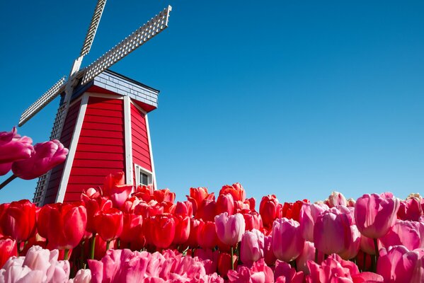 Pays-bas, tulipes visibles et moulin à vent