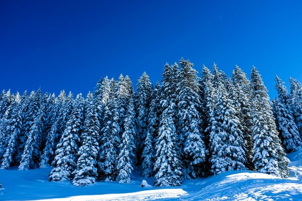 Winterlandschaft mit schneebedeckten Bäumen