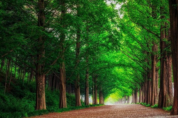 Landschaft mit Waldweg