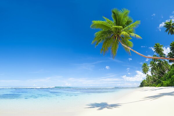 Eine Palme über der Küste und ein Strand mit Sand