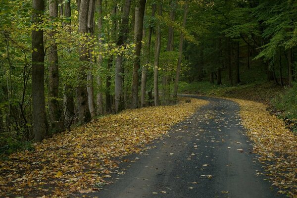 Route d automne au milieu de la forêt