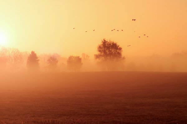 Morgendlicher Herbstnebel über dem Feld