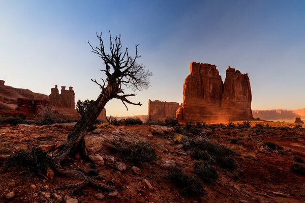 Rocks and a tree in the Arch Canyon in the USA